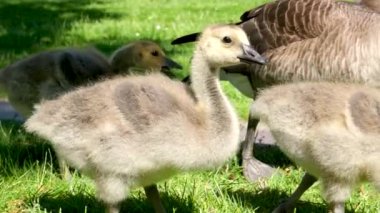 Kanadalı kaz küçük kuşlar çimenlerin üzerinde oturmuş taze yeşil çimen parçaları yiyorlar dört küçük yavru yavru aç, doymak bilmez, iştah açıcı, tüylü, genç vahşi yaşam yavruları.