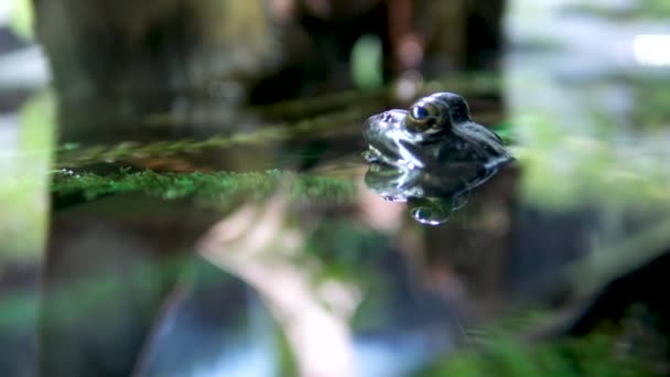 ボツワナのカラハリ中央部の水面で交尾するアフリカのカエル 閉鎖だ 高品質4K映像 — ストック動画