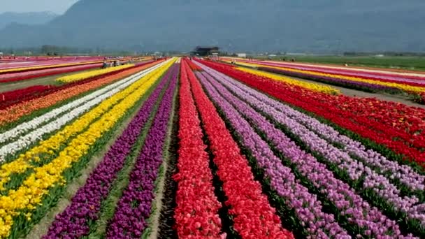 Hermoso Campo Enorme Con Tulipanes Multicolores Dejando Las Montañas Canadá — Vídeo de stock
