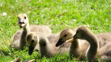 Güneşli bir günde, Kanada 'nın Vancouver şehrinde yeşil çimlerde yürüyen küçük Kanada kaz yavruları çimen ve ekmek yiyor. Anne küçük yavruları koruyor.