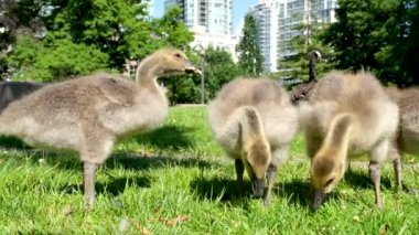 Güneşli bir günde, Kanada 'nın Vancouver şehrinde yeşil çimlerde yürüyen küçük Kanada kaz yavruları çimen ve ekmek yiyor. Anne küçük yavruları koruyor.