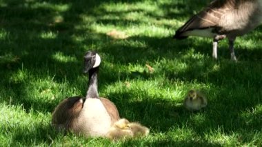 Güneşli bir günde, Kanada 'nın Vancouver şehrinde yeşil çimlerde yürüyen küçük Kanada kaz yavruları çimen ve ekmek yiyor. Anne küçük yavruları koruyor.