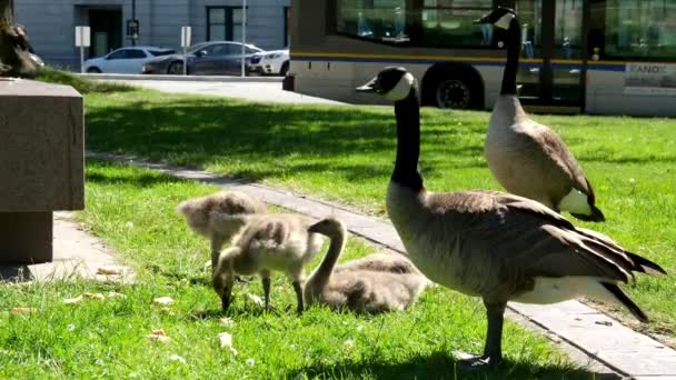 Sunny Day Little Canadian Goose Goslings Walking Green Grass Vancouver — Stock Video