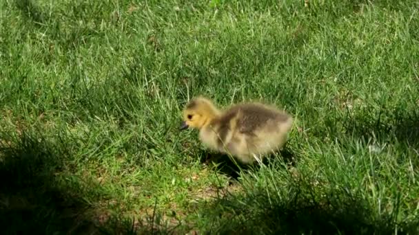 Giornata Sole Piccolo Oca Canadese Goslings Camminare Erba Verde Nella — Video Stock