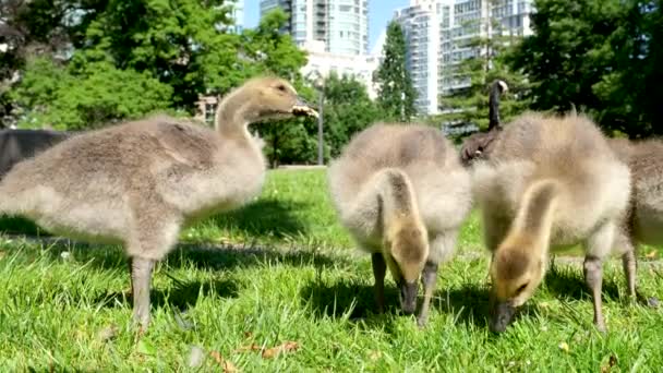 Zonnige Dag Kleine Canadese Ganzenkuikens Lopen Groen Gras Vancouver Stad — Stockvideo