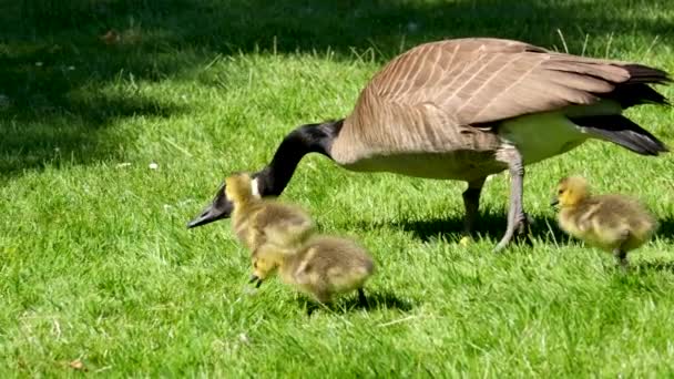在加拿大温哥华市 阳光明媚的一天 一群走在绿草上的加拿大小鹅正在吃草和面包 妈妈保护着幼小的小鸡 — 图库视频影像