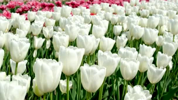 Bahçedeki Stanbul Beyaz Laleler Yüksek Kaliteli Teneke Çift Beyaz Laleler — Stok video