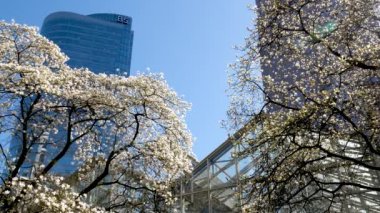 Gökdelenlerin arka planında çiçek açan kiraz ve manolya ağaçları bulutsuz mavi gökyüzü Kanada Burarrd İstasyonu 'ndaki Vancouver şehrinde çiçeklerle süslenmiş güzel dallar.