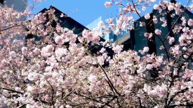 Gökdelenlerin arka planında çiçek açan kiraz ve manolya ağaçları bulutsuz mavi gökyüzü Kanada Burarrd İstasyonu 'ndaki Vancouver şehrinde çiçeklerle süslenmiş güzel dallar.