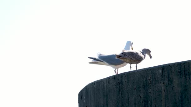 Two Seagulls Young Adult Sit Upstairs White Background Space Text — Stock Video