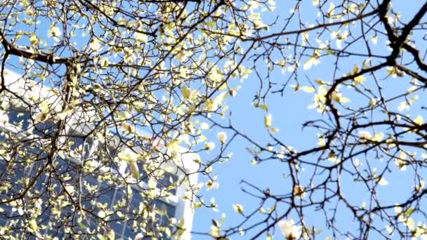 超高層ビルを背景に桜やマグノリアの木を咲かせますカナダのバンクーバーの大都市で花で飾られた美しい枝を雲なし バード駅 — ストック動画