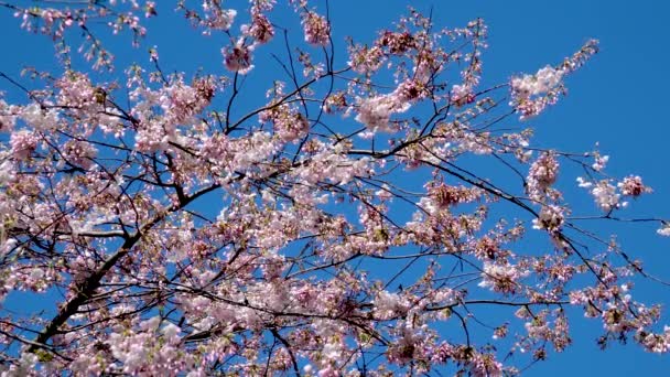 Blommande Körsbär Och Magnolia Träd Mot Bakgrund Skyskrapor Blå Himmel — Stockvideo