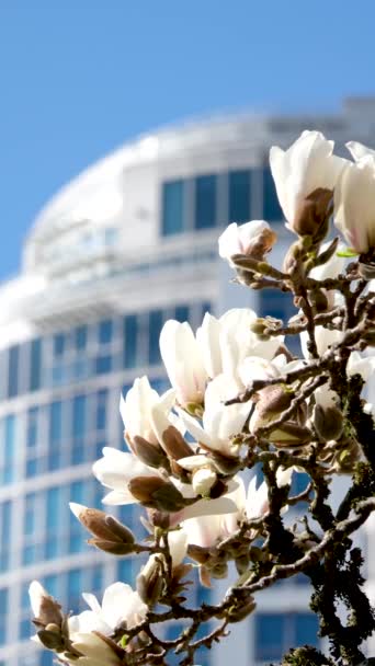 David Lam Park Podróżuje Słynne Miejsca Kwitnące Drzewa Magnolia Wiśnia — Wideo stockowe