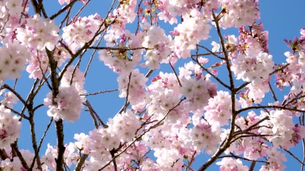 David Lam Park Resor Berömda Platser Blommande Träd Magnolia Körsbär — Stockvideo