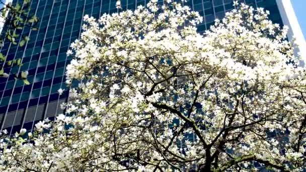 Kukkivat Kirsikka Magnoliapuut Pilvenpiirtäjien Taustalla Sininen Taivas Ilman Pilviä Kauniit — kuvapankkivideo