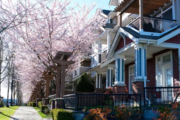 private sector cherry blossom spring vancouver