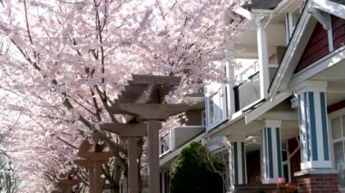 Özel sektör kiraz çiçeği bahar vancouver