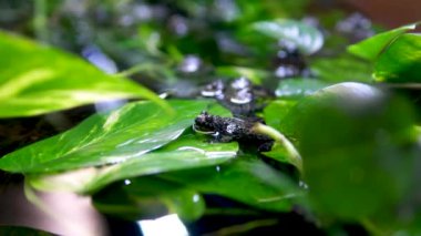 Akvaryumda su kurbağası çiftleşmesi. Şeffaf su yosunu taşları donmuş şişkin gözler. 