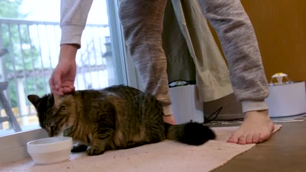 바닥에 발코니 근처의 그릇에서 고양이 고양이를 있습니다 양탄자 고양이 술고래가 — 비디오