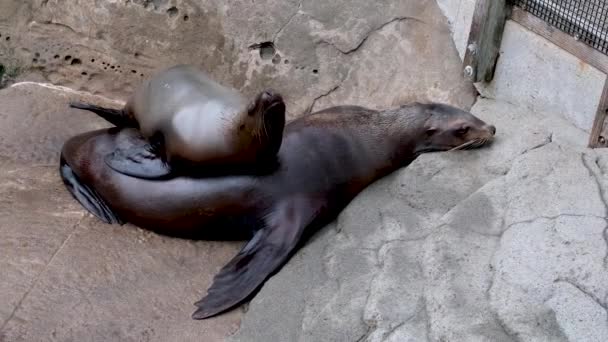 Две Тюлени Зоопарке Самка Детёныш Лежит Матери Греется Отползая Неё — стоковое видео