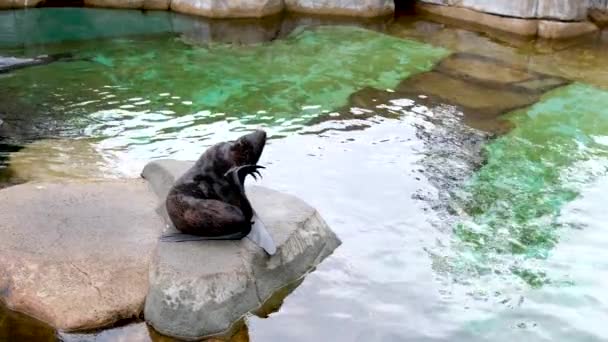 Uma Foca Senta Uma Pedra Jardim Zoológico Coça Sua Cauda — Vídeo de Stock