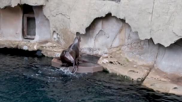 Sello Zoológico Oceanarium Sube Agua Oscura Sobre Una Piedra Sienta — Vídeo de stock