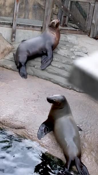 Seal Zoo Oceanarium Climbs Out Dark Water Stone Sits Turns — Stock Video