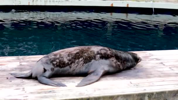 Het Gevlekte Lichaam Van Een Oude Zeehond Wordt Uitgespreid Een — Stockvideo