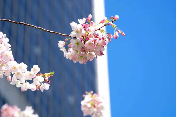 blossoming cherry and magnolia trees against the background of skyscrapers blue sky without clouds beautiful branches decorated with flowers in big city of Vancouver in Canada Burarrd station