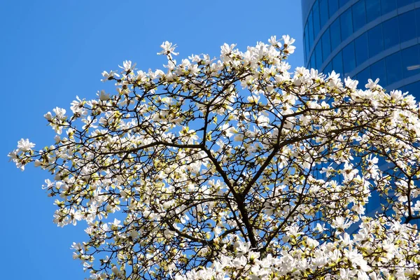 Flores Cerezo Magnolia Árboles Sobre Fondo Los Rascacielos Cielo Azul — Foto de Stock