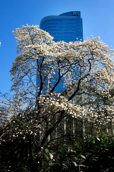 Gökdelenlerin arka planında çiçek açan kiraz ve manolya ağaçları bulutsuz mavi gökyüzü Kanada Burarrd İstasyonu 'ndaki Vancouver şehrinde çiçeklerle süslenmiş güzel dallar.
