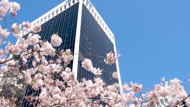 Cerisiers Magnolias Fleurs Sur Fond Gratte Ciel Ciel Ciel Bleu — Video