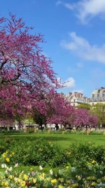 Louvre yakınlarında güzel bir park ağacı Paris 'te dikey bir video açtı. Yüksek kalite 4k görüntü