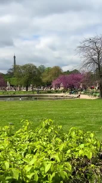 美しい公園の木々のルーブル美術館の近くに垂直ビデオパリフランスを開花させました 高品質4K映像 — ストック動画