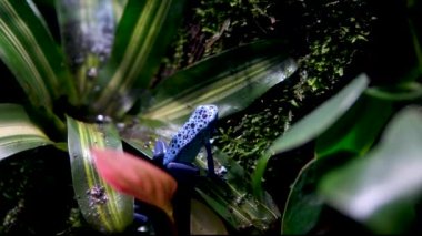 Mavi zehirli ok kurbağası Dendrobates tinctorius azureus 'a yaklaşıp sıcak bir tropikal ormanda çalıların arasından atlıyor. Yüksek kaliteli Vancouver Akvaryumu, BC, Kanada