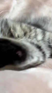 Kedi maması reklamını gösteren sevimli Sibiryalı kedi yavrusu bej-pembe bir battaniyeye uzanıyor ve yakın plan çekiliyor.
