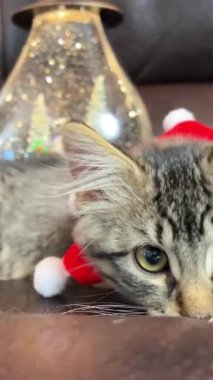 Giydiği koyu deri koltukta küçük bir kedi yavrusu uzanıyor dinleniyor ve sol patisini sallıyor. 