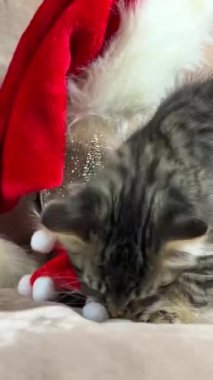 Küçük bir kedi yavrusu, balonlardan yapılmış yeni yıl şapkasıyla kapı eşiğinde oynar.