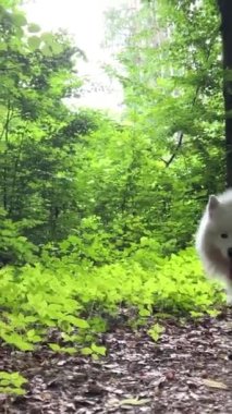 Yetişkin bir kar beyazı köpek Samoyed ormanda yavaşça yürüyor. 