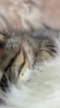 Noel kutlaması evcil hayvanları. Kedi yavrusu yeni yıl için kürklü kırmızı bir şapka takmak istemiyor. Pençeleriyle itiyor ve birinin onu takmaya çalışmasına karşı koyuyor.