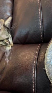 Küçük bir kedi yavrusu, Noel Baba ve çocukların pençeleriyle nazikçe dokunduğu bir kar küresine yaklaşır ve içine bakar. 