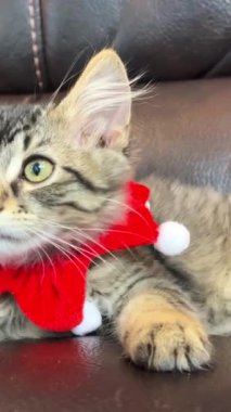 Beyaz bububoalı bir palyaço gibi kırmızı bandajlı küçük kedimiz çerçeveye bakar ve yavaşça bakar. 