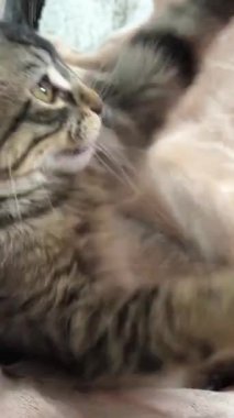 Noel kutlaması evcil hayvanları. Kedi yavrusu yeni yıl için kürklü kırmızı bir şapka takmak istemiyor. Pençeleriyle itiyor ve birinin onu takmaya çalışmasına karşı koyuyor.