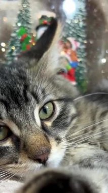 Tabby Sibirya kedisi, kar küresinden kaçan parlak tavşanlara bakıyor. Parlak gümüş kar taneleri düşüyor.
