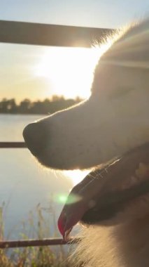 Samoyed köpek kafası ekranın sağ tarafında, gün batımının arka planına karşı. Suyun üzerinde bir nehir parıldıyor.