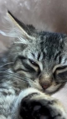 Küçük, tüylü ve çizgili bir kedi yavrusu mışıl mışıl uyuyor, bej bir battaniyenin üzerine uzanmış, kocaman kulakları var.