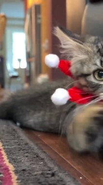 Küçük gri bir kedi yerde yatar ve boynuna bir yıldız şeklinde bakar. Balonlu kırmızı saç bandı kendini yukarı çeker, patisini değiştirir oturma odasında yerde yatar.