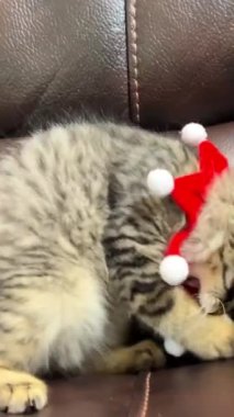 Küçük sevimli bir kedi, Noel 'de ya da yeni yılda aldığı bandajı çıkarmaya çalışıyor. 