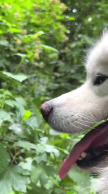 Güzel yetişkin beyaz samoed köpek çerçeve sağ tarafında duruyor Uzun dili dışarı sarkmış 