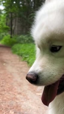 Beyaz Samoyed köpeği oturur ve ekranın sağ tarafındaki çalılara bakar. 